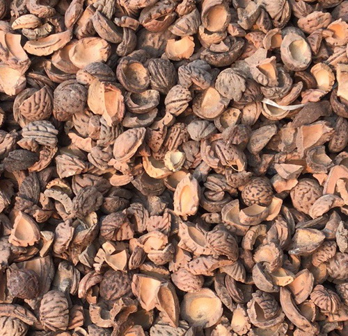 small peach pits shells