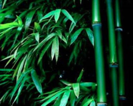 Shell Bamboo Carbonizing Furnace